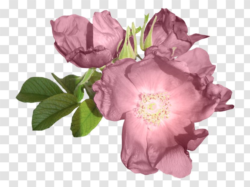 Centifolia Roses Garden Purple Flower - Peony Transparent PNG