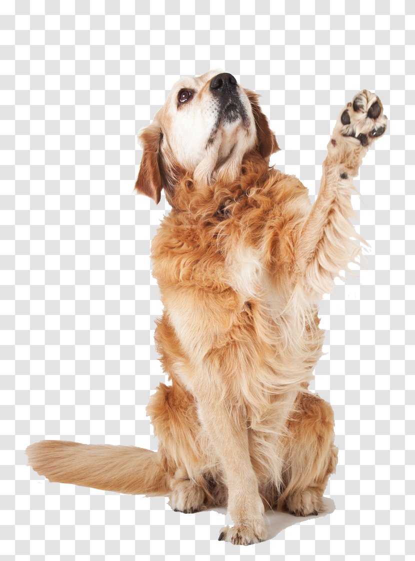 Golden Retriever Puppy Dog Breed Companion Transparent PNG