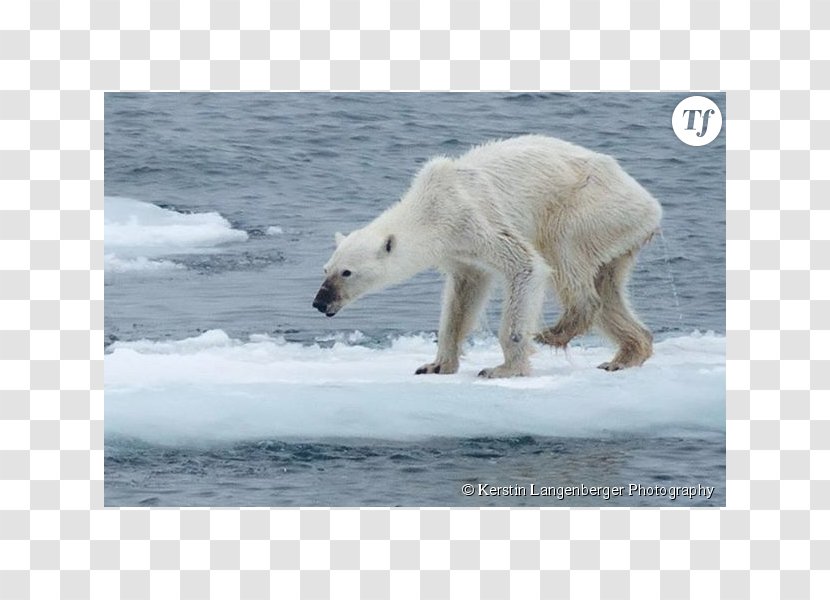 Baby Polar Bears Arctic Eurasian Brown Bear Walrus - International - Photographe Transparent PNG