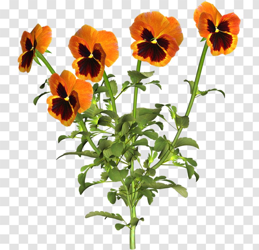 Pansy Flower Yellow - Cut Flowers - Orange Iris Transparent PNG