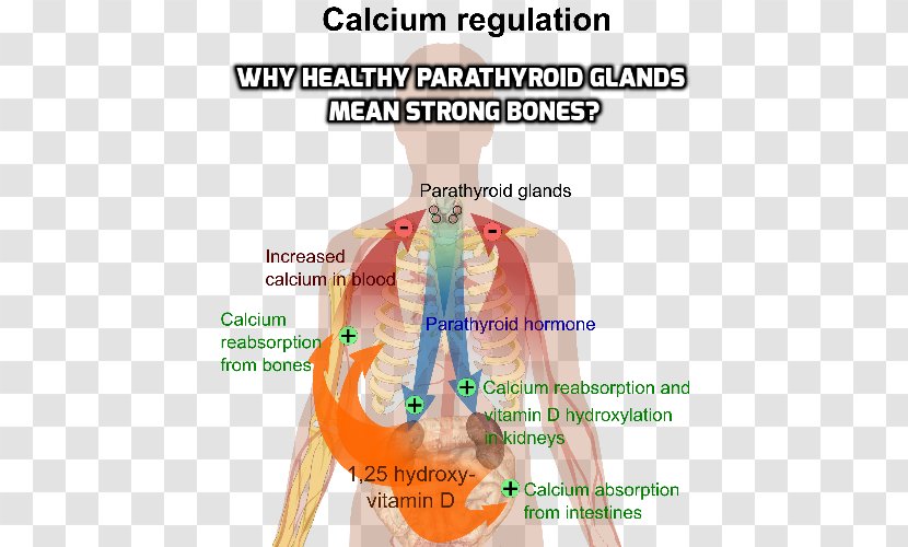 Parathyroid Gland Disease Bone Hormone - Heart - Endocrine Glands Transparent PNG