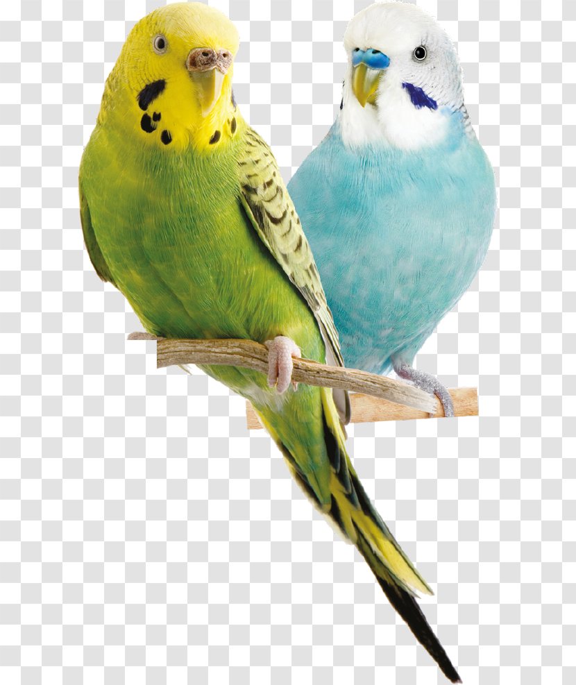 Budgerigar Bird Parrot Parakeet Cockatiel - Organism - Turkey Transparent PNG