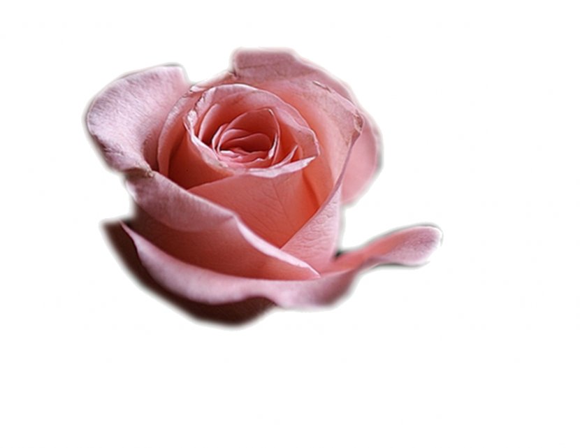 Flower PaintShop Pro Garden Roses - Rosa Centifolia - Tube Transparent PNG