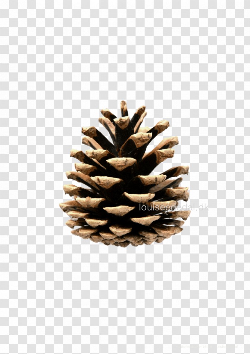 Eastern White Pine Conifer Cone Tree - Christmas Ornament Transparent PNG