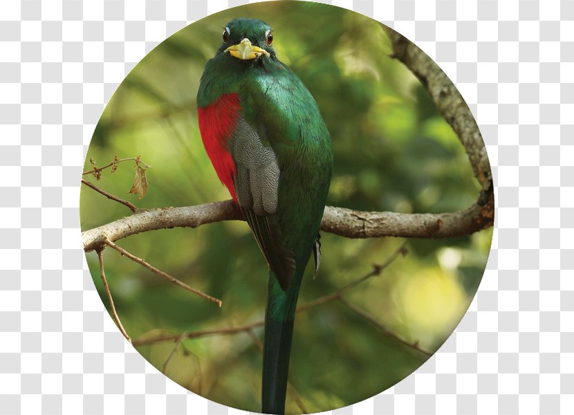 Krantzkloof Nature Reserve Bird Flora Fauna Parrot - Red Mangrove Transparent PNG