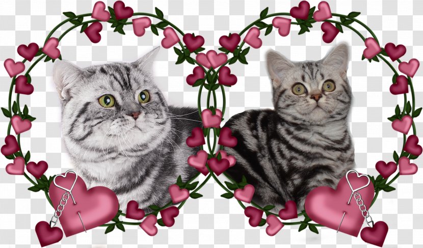 Kitten American Shorthair Tabby Cat Domestic Short-haired Whiskers - Floral Design Transparent PNG