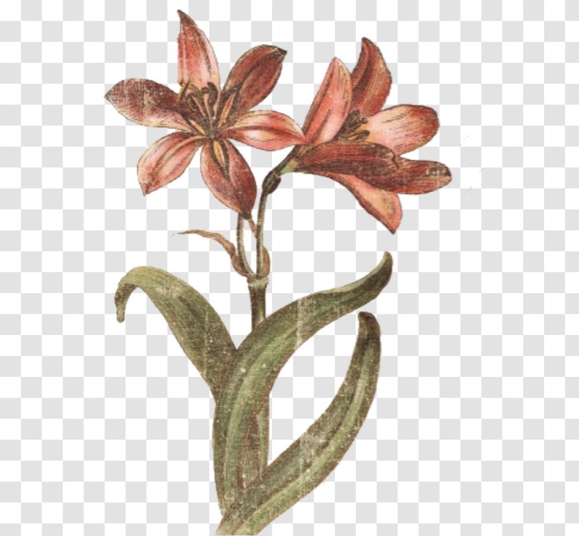 Flower Plant Stem Amaryllis Transparent PNG