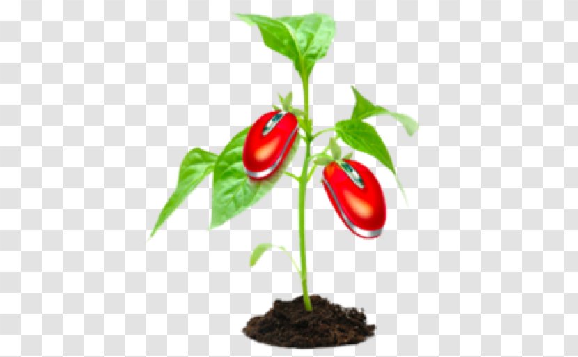 Malagueta Pepper Habanero Chili Peppers - Natural Foods - Image Viewer Transparent PNG