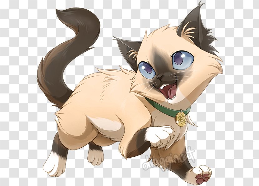 Kitten Ragdoll Whiskers Drawing Tail - Heart Transparent PNG