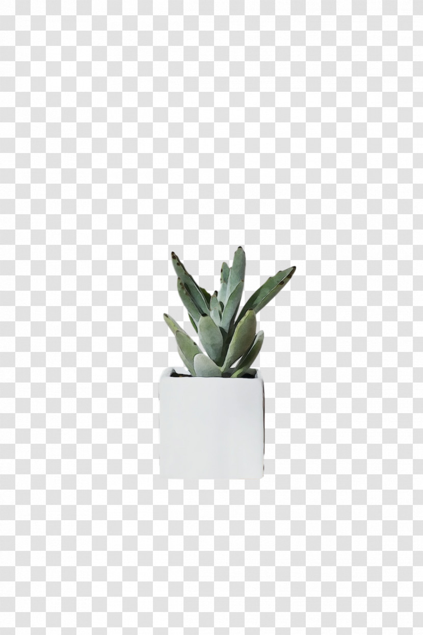 Plants Inav Dbx Msci Ac World Sf Flowerpot Agave Biology Transparent PNG