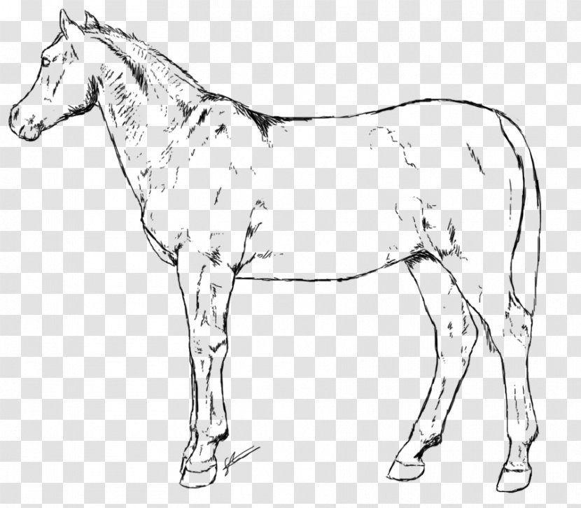 Mule Foal Bridle Colt Mare - Mustang Transparent PNG