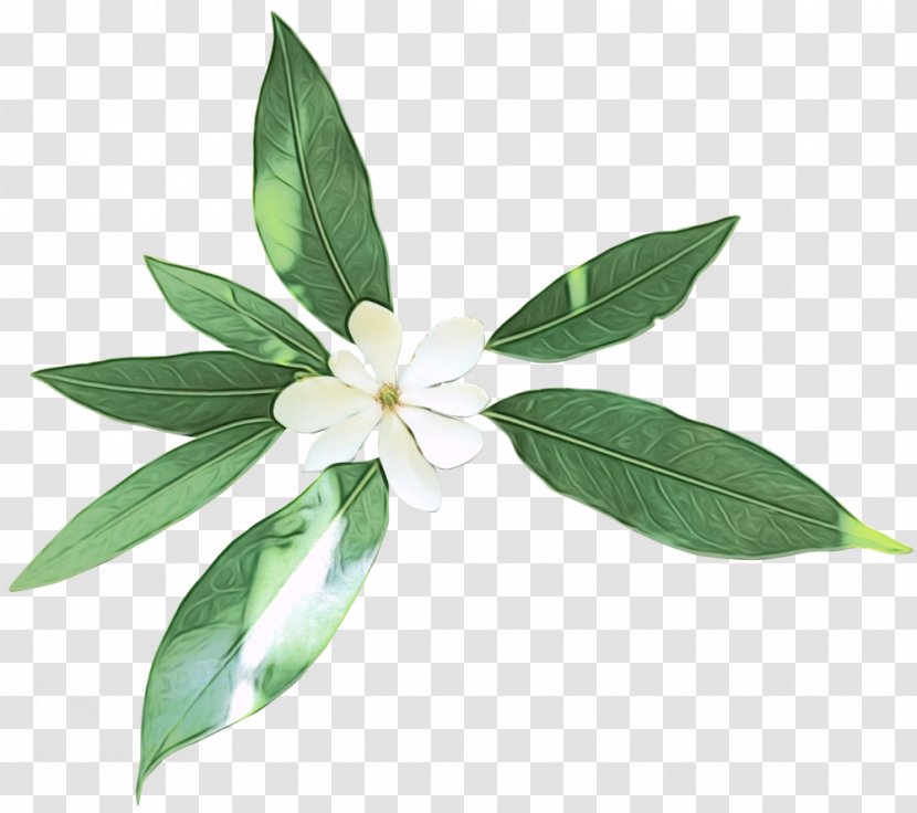 Watercolor Wreath Flower - Plant - Daphne Herb Transparent PNG