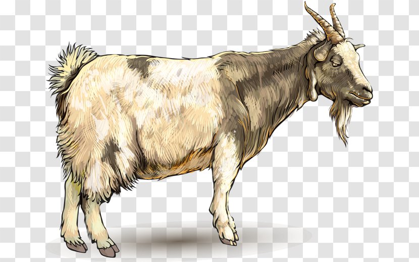 Goat Ahuntz Drawing Animal Transparent PNG