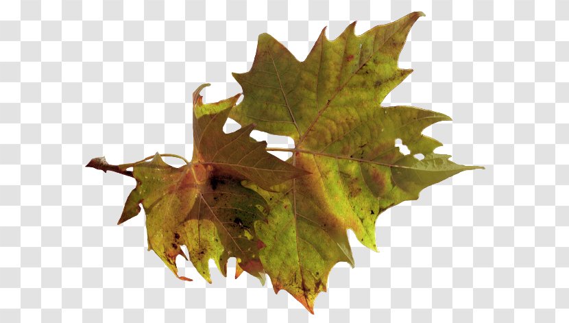 Maple Leaf Autumn Art - Saying Transparent PNG