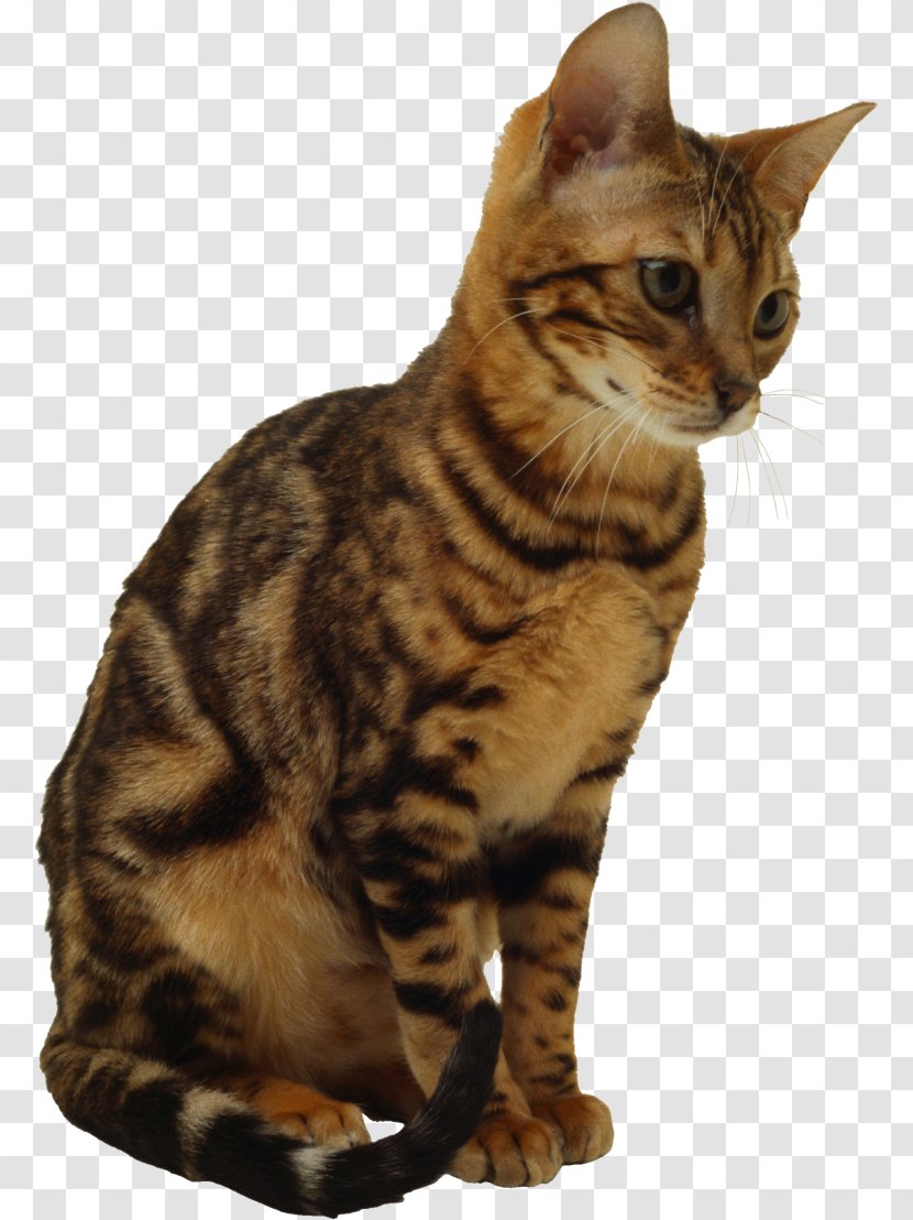 Kitten Manx Cat European Shorthair Havana Brown Clip Art Transparent PNG