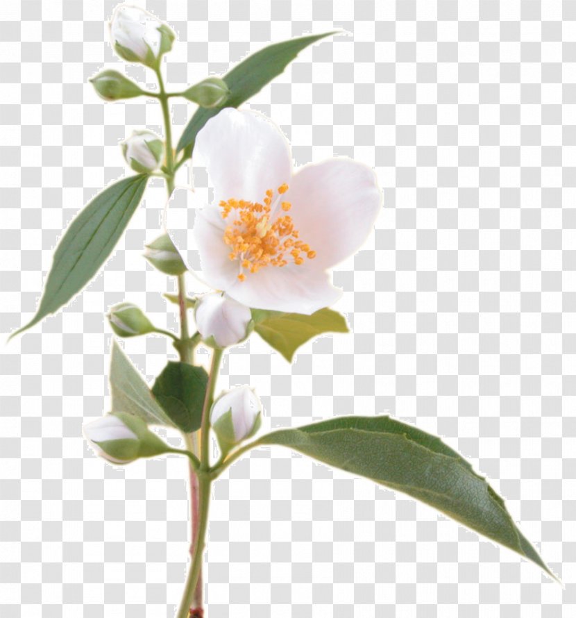 Fragrance Oil Flower Arabian Jasmine Soap - Lavender Transparent PNG