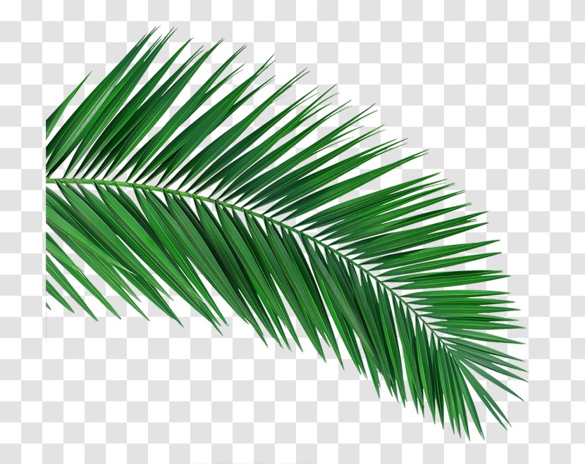 Arecaceae White Laptop Palm-leaf Manuscript Black - Arecales Transparent PNG