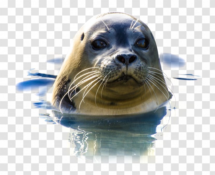 Freemake Video Downloader - Harbor Seal - In Water Transparent PNG