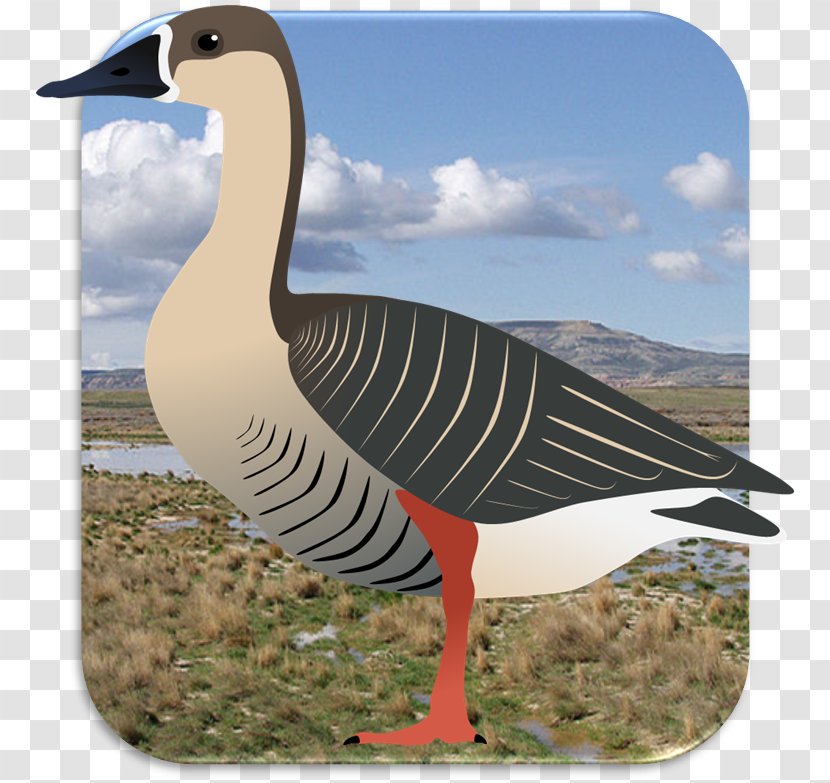 Swan Goose Duck Bird Cygnini - Deviantart Transparent PNG