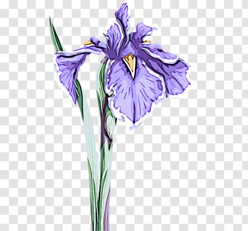 Flower Flowering Plant Purple Iris - Cut Flowers Versicolor Transparent PNG