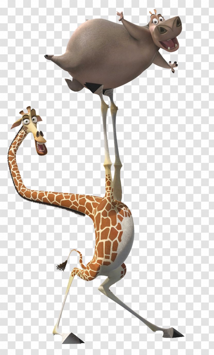 Melman Gloria Alex Marty Madagascar - Terrestrial Animal Transparent PNG