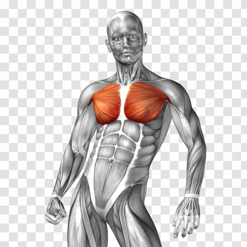 Human Anatomy Muscle Illustration - Flower - Man Body Model Transparent PNG