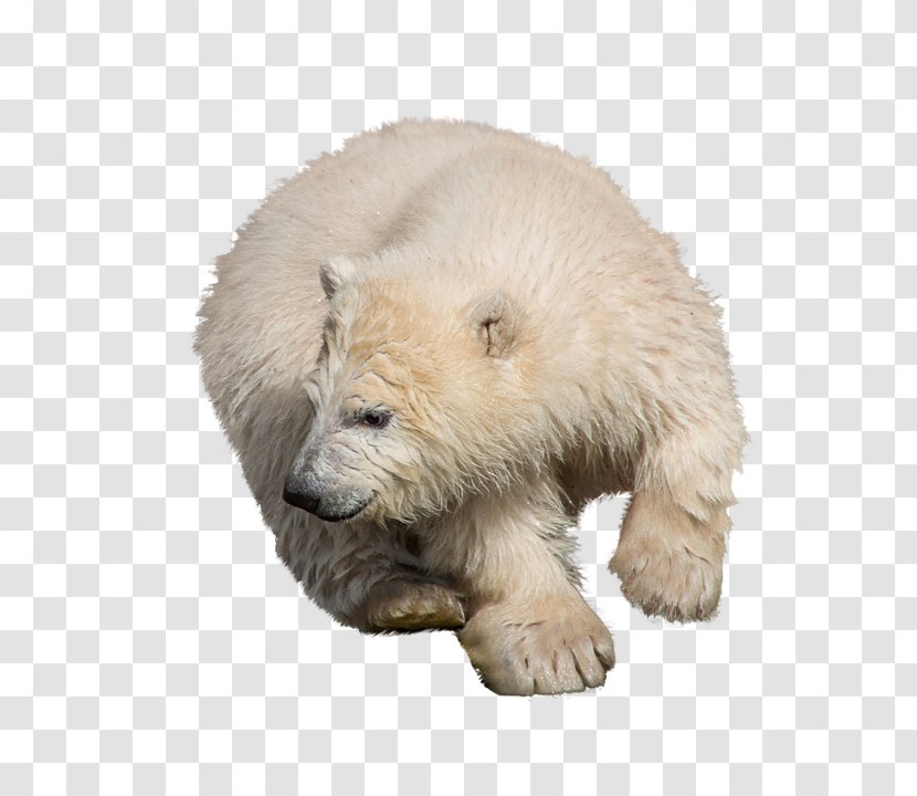 Polar Bear Brown Image Moose Transparent PNG