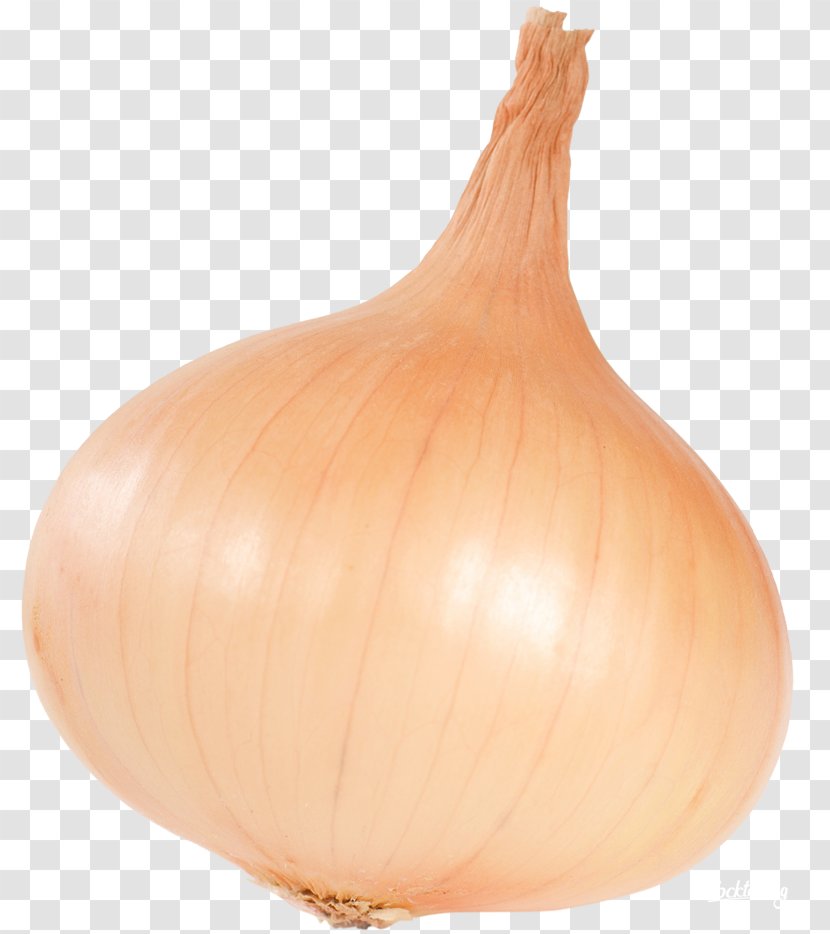 Yellow Onion Calabaza Shallot Winter Squash Cucurbita - Genus - Food Transparent PNG