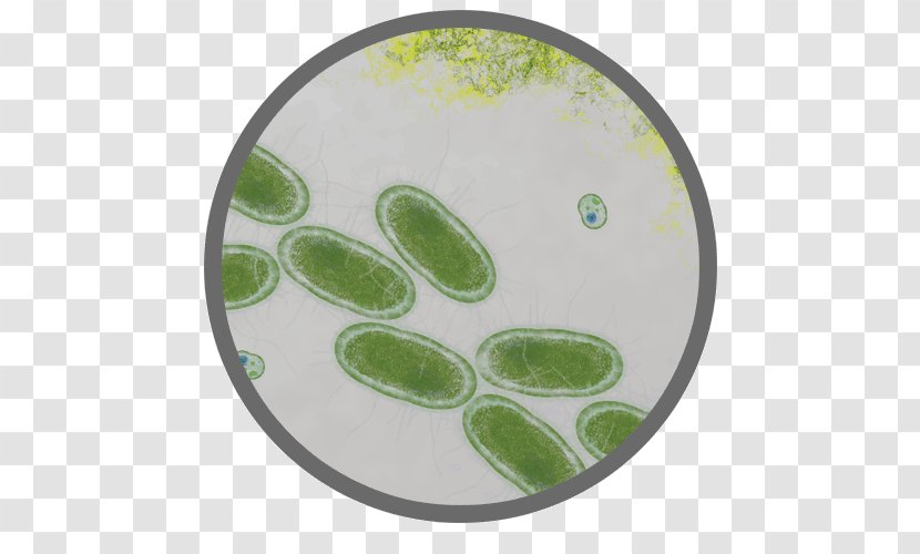 E. Coli Bacteria Proteomics Salmonella Food Poisoning - Escherichia - Chipotle Transparent PNG