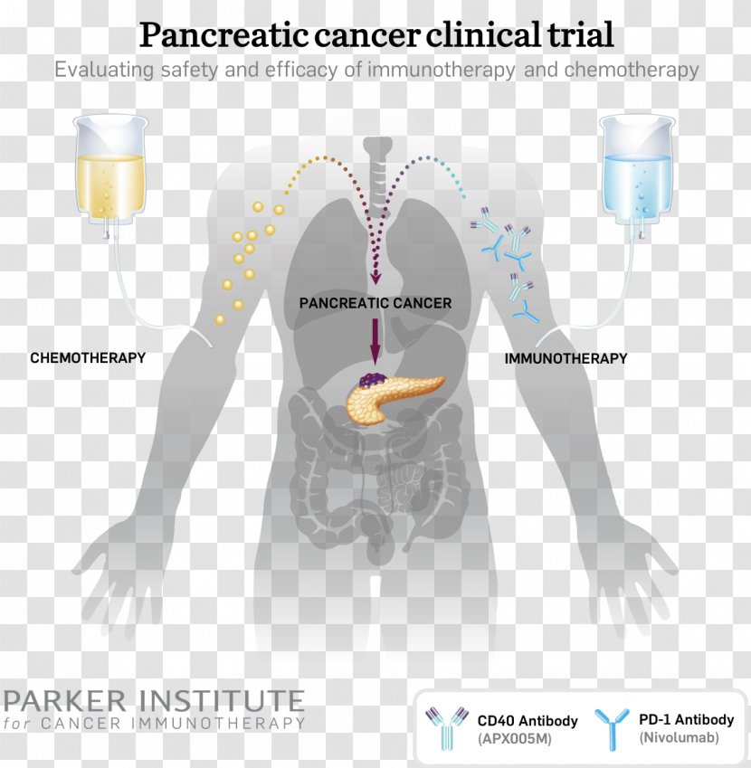 Pancreatic Cancer Immunotherapy Research Institute - Watercolor - Tree Transparent PNG