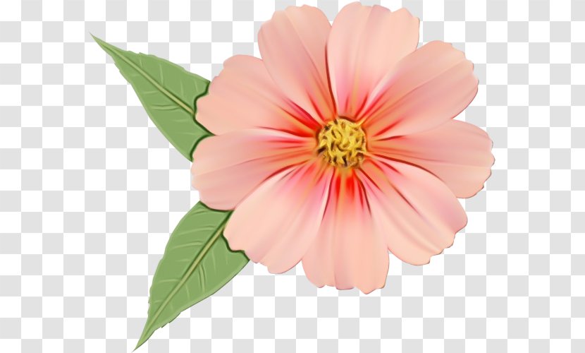 Flower Flowering Plant Petal Pink - Herbaceous Wildflower Transparent PNG