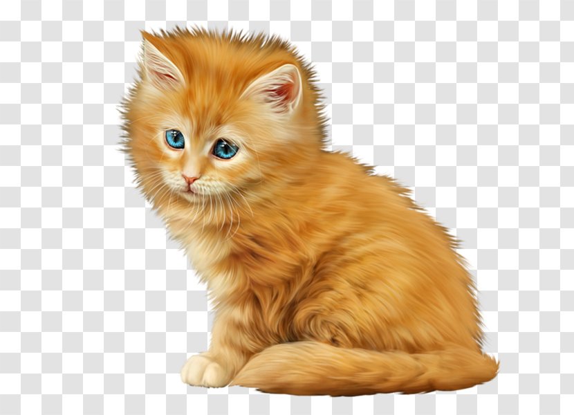 American Curl Maine Coon Kitten Norwegian Forest Cat Tabby - Animal Transparent PNG