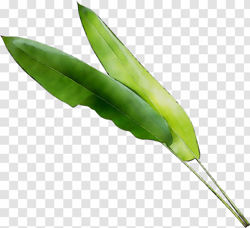 Leaf Vegetable Plant Stem Plants - Botany - Okra Transparent PNG