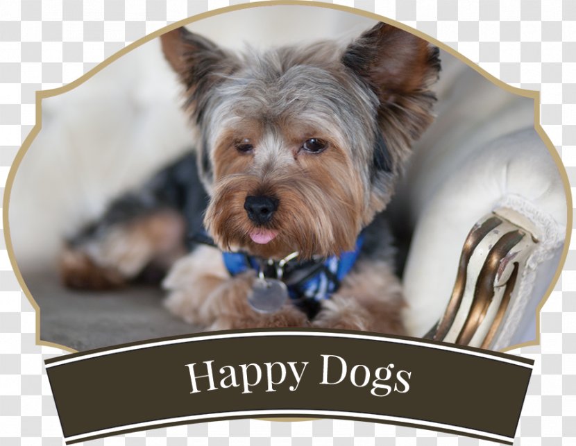 Yorkshire Terrier Australian Silky Puppy Pet Sitting Companion Dog - Snout - Happy Dog! Transparent PNG