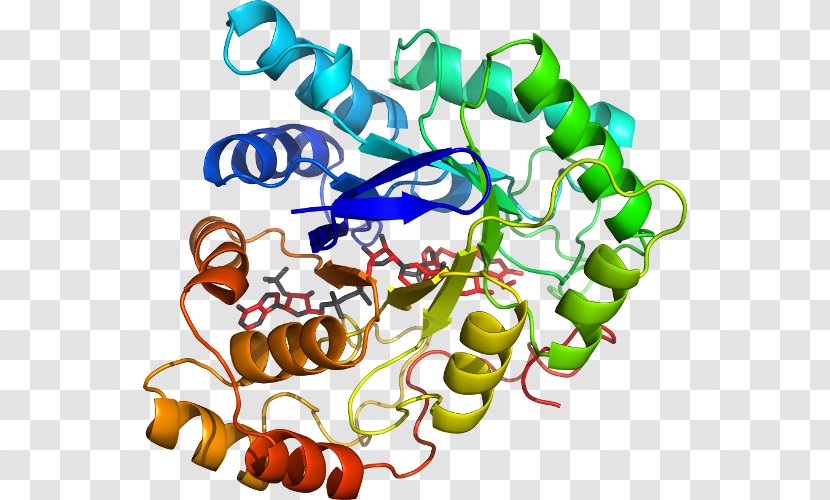 Custom Peptide Synthesis Amino Acid Biology Protein - Prostaglandin D2 Transparent PNG