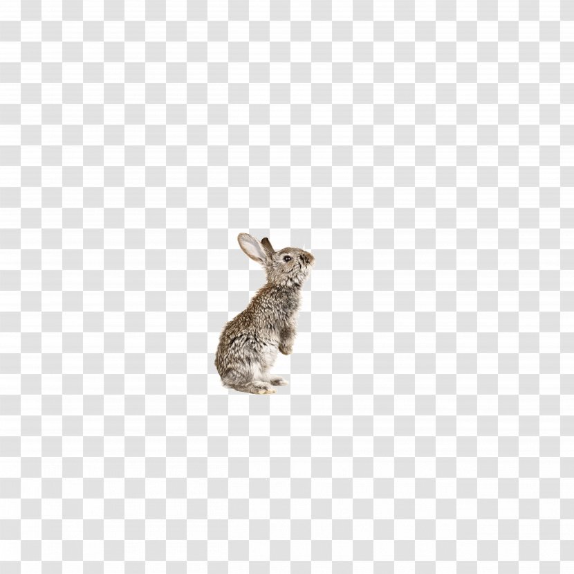 Domestic Rabbit European Hare - Lossless Compression - Vector Transparent PNG