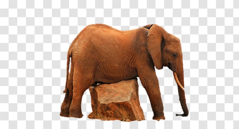 Indian Elephant African Wildlife Elephantidae - India Transparent PNG