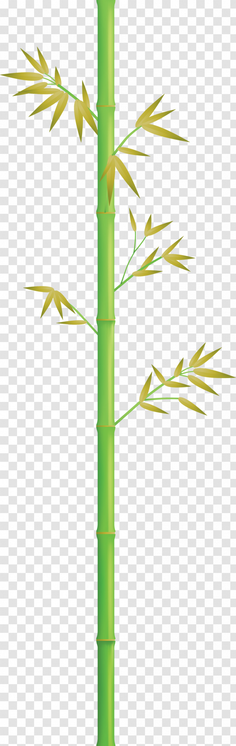 Bamboo Leaf Transparent PNG