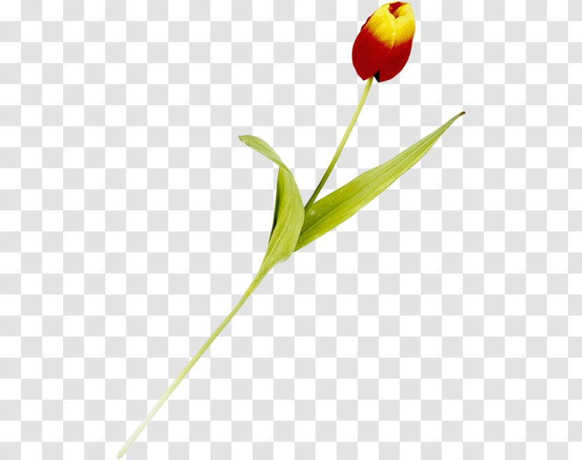 Tulip Cut Flowers Plant Stem Bud Petal - Flower Transparent PNG