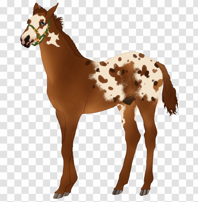 Mustang Appaloosa Foal Pony Overo - Stallion - Chestnut Transparent PNG