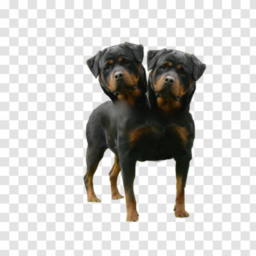 Rottweiler Dobermann German Shepherd Bulldog Golden Retriever - Animal - Dogs Transparent PNG