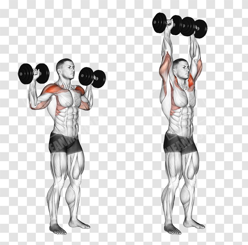 Biceps Curl Exercise Brachialis Muscle Triceps Brachii - Silhouette - Dumbbell Transparent PNG