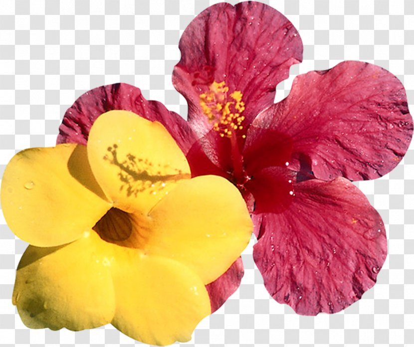 Sticker Digital Printing Major Depressive Disorder Disease Mental - Petal - Hibiscus Flowers Transparent PNG
