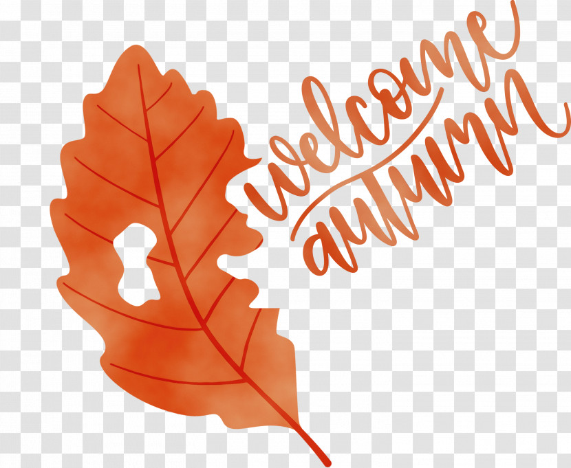 Maple Leaf Transparent PNG