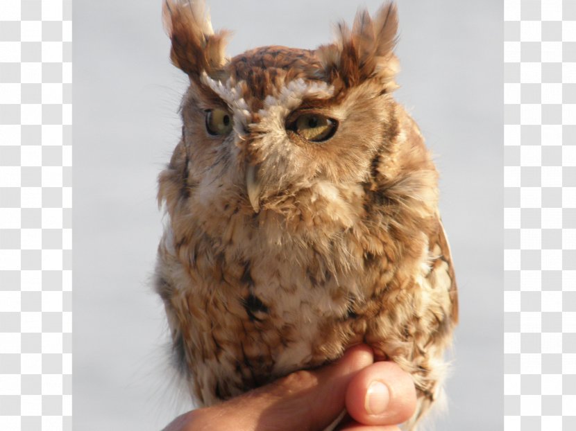 Owl Fauna Beak Fur - Bird Of Prey - Eastern Screech Transparent PNG