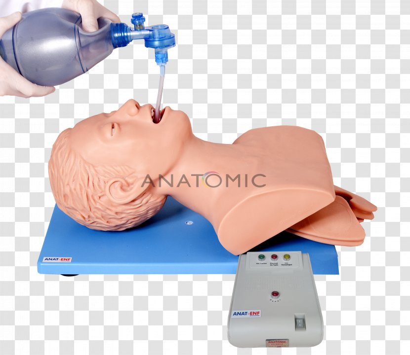 Tracheal Intubation Training Medicine Lung - Auscultation - Manequim Transparent PNG