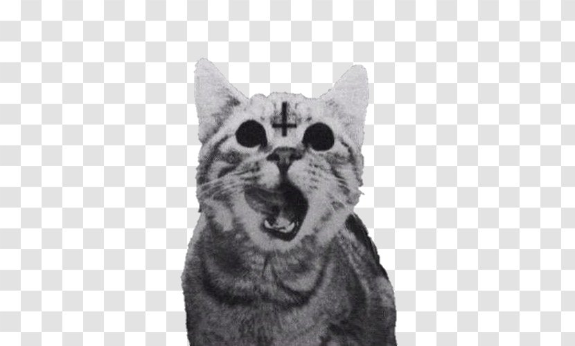 Cat Kitten Lucifer Cross Of Saint Peter Satanism - Hell Transparent PNG