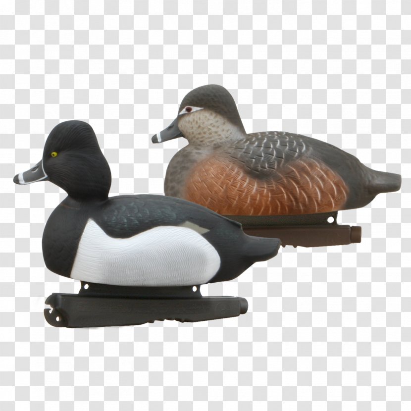 Mallard Goose Duck Beak - Waterfowl Transparent PNG