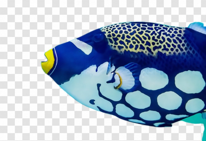 Blue Turquoise Cobalt Fish Aqua - Electric - Triggerfish Headgear Transparent PNG