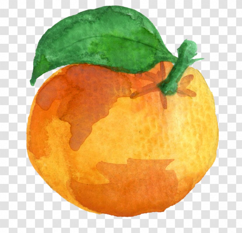 Clementine Mandarin Orange Tangerine Pumpkin - Watercolor Transparent PNG